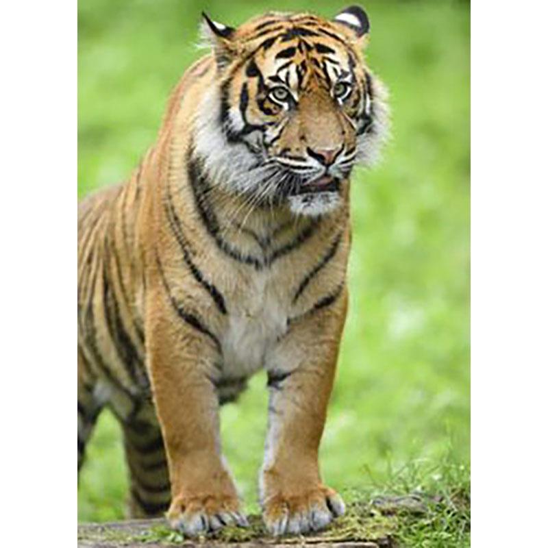 5D DIY Diamond Painting Tiger Full Round Drill Diamond Embroidery Animals Rhinestone Mosaic Cross Stitch Kits Home Decor Gift