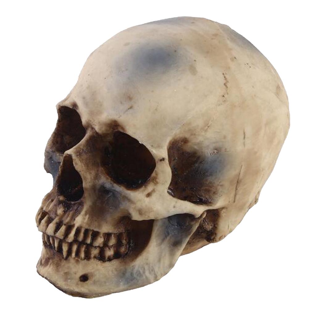 2pcs Resin Tabletop Skeleton Model Dispaly Props
