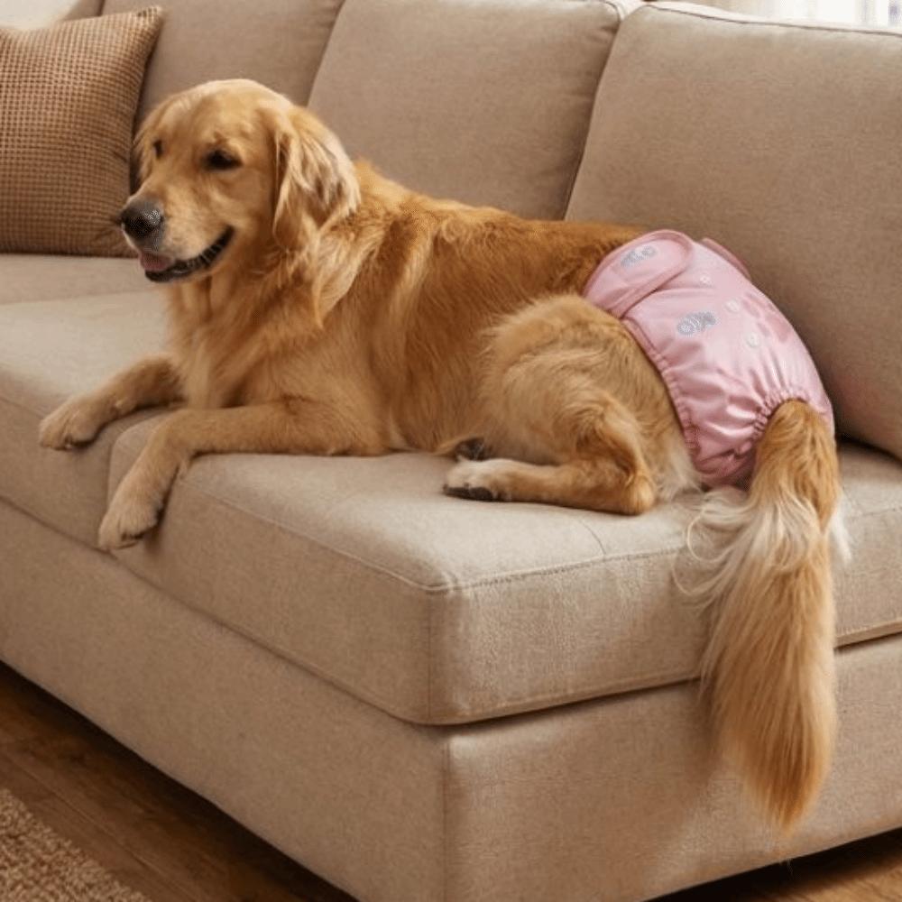 Waschbare Hündinnenwindeln Verstellbare Physiologische Hundehosen Hund Unterwäsche Haustier Inkontinenz