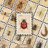 36 ark Naturvetenskapliga Insektsklistermärken - Retro Stämpelstil för Anteckningsböcker, Dagböcker och Skrivbordsdekoration