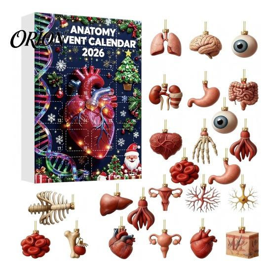 Kreativní vědecká dekorace 2026 Anatomický adventní kalendář, 24denní sada ozdob na tělesné orgány, Realistické lidské anatomické dekorace k zavěšení na Vánoce
