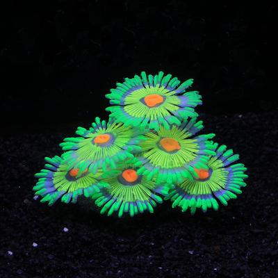 Žuvys ir jūros gyvūnai – Akvariumo dizainas