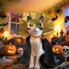 Halloween Vampire Pet Costumes Couture Set with Mask Cape for Cats Dog Halloween Festival Set Dress Up Pet Parties Cloak Clothes