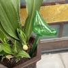 Automatic Watering Device Bird Shape Plant Waterer Watering Device Houseplant Watering Spikes Automatic Drippers