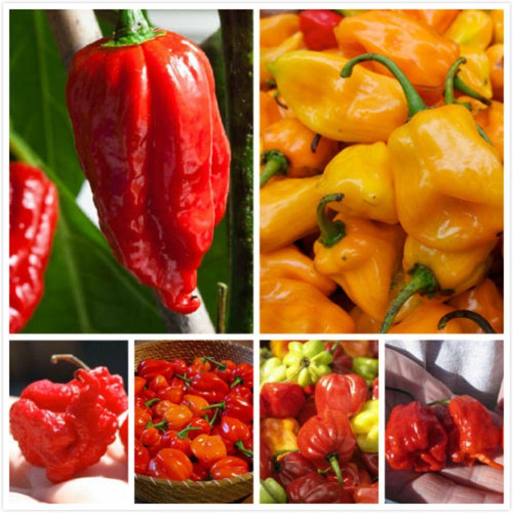 100Pcs Ghost Pepper Carolina Reaper Trinidad Moruga Scorpion Chili Mixed Seedbuy at a low