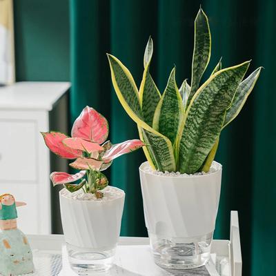 Vaso de flores hidropônico preguiçoso, vaso de flores automático com absorção de água, transparente, camada dupla, plástico, autoirrigável, plantador, escritório