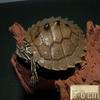 Mississippi Map Turtle Hatchlings - Outdoor Pond Pets, Small Deep Water Turtles, Internet Favorites