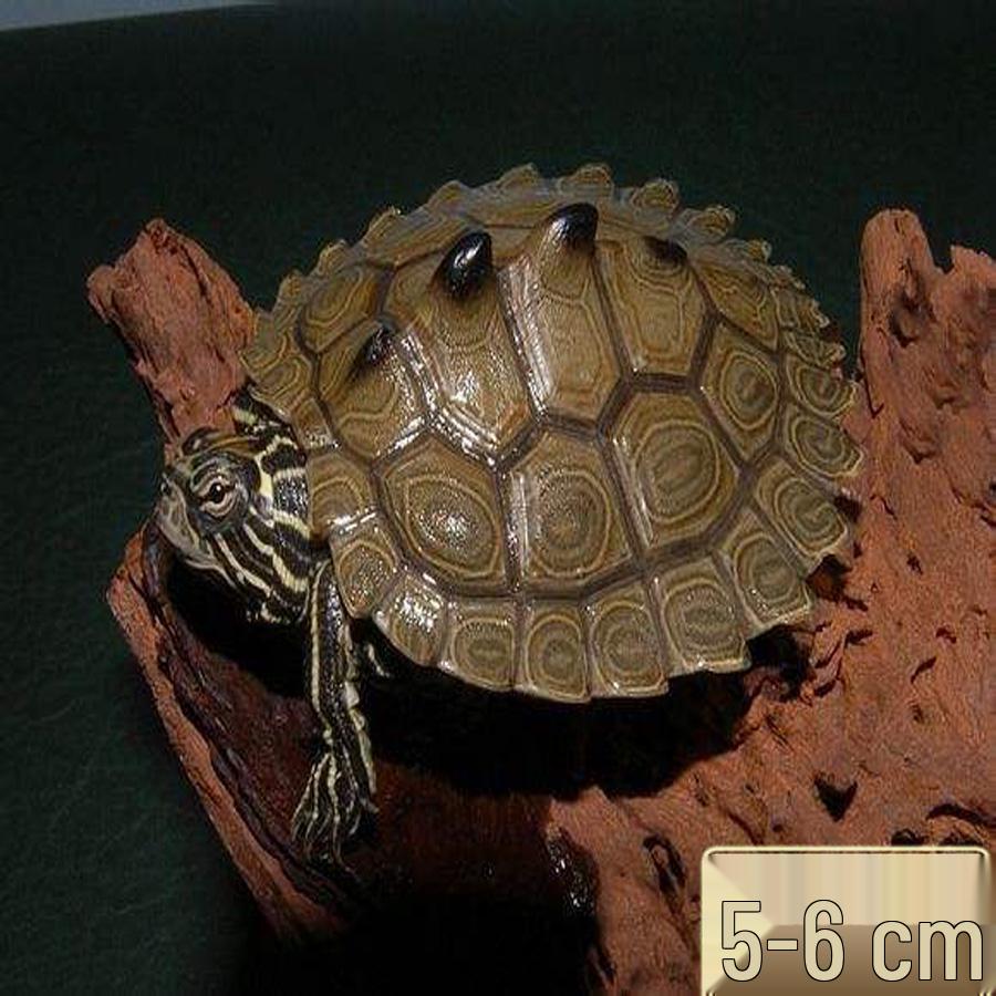 Mississippi Map Turtle Hatchlings - Outdoor Pond Pets, Small Deep Water Turtles, Internet Favorites