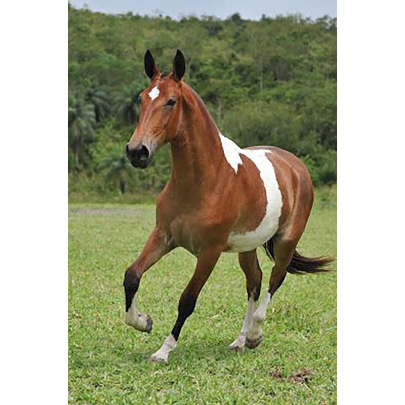 At DIY 5D Elmas Boyama Tam Yuvarlak Matkap Hayvan Elmas Nakış Çapraz Dikiş Mozaik Kitleri Reçine Duvar Sanatı Ev Dekor