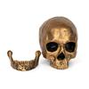 Medical Model Resin Halloween Prop Home Decoration Antique Bronze Animal Skull