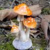 Realistic Mushroom Toadstool Miniature Ornament Fairy Garden Terrarium Dollhouse Decor for Bonsai Terrariums