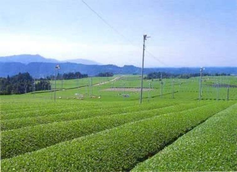 Tatsuoka Tea Cold Brew Baby Bancha Tea Bags 10g x 40 Packs Set of 2 Bags [Shiga Prefecture]