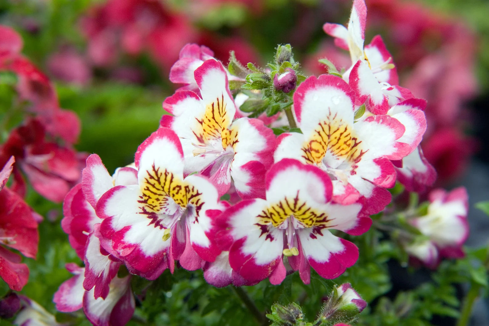 

250 насіння квітки метелика (Schizanthus Wisetonensis)
