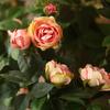 Simulated Flower Realistic Rose Long-lasting Hanging Artificial Faux Silk Flower Home Wedding Decor