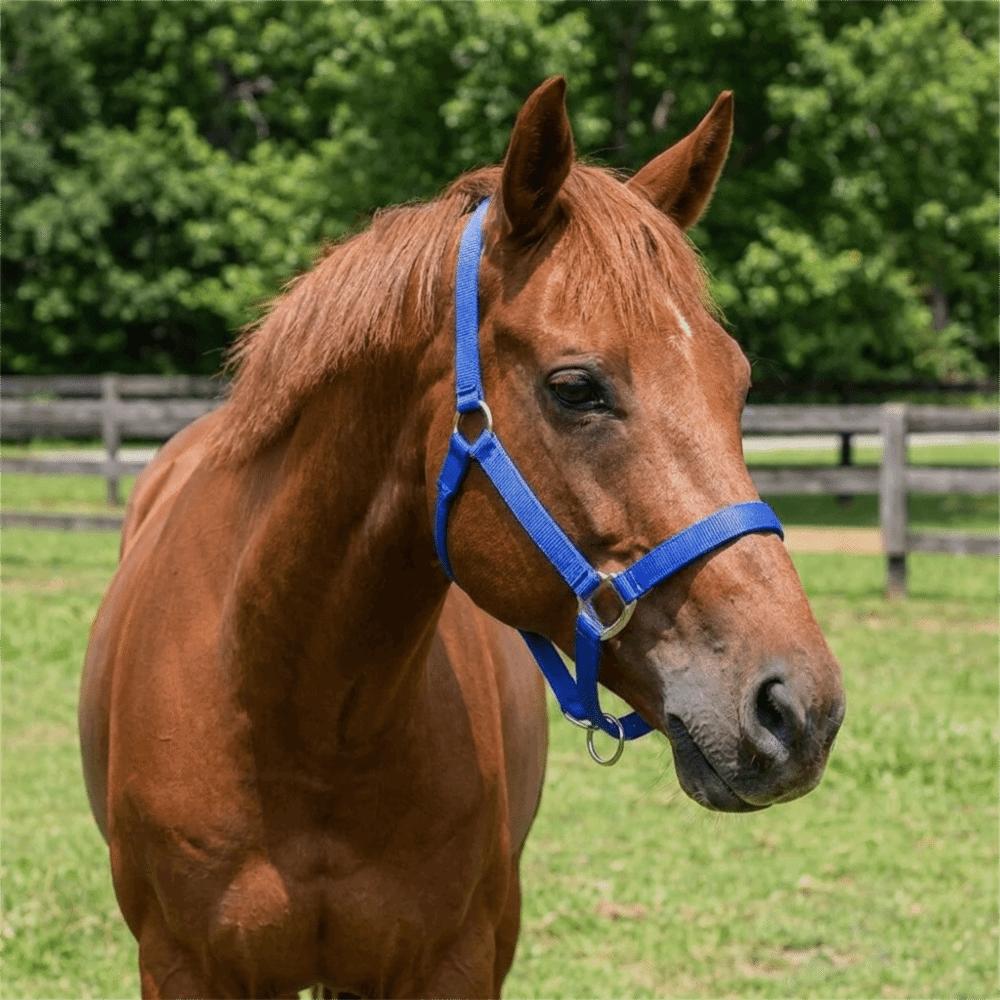 Nylon Horse Halter Adjustable Horse Training Rope Professional Equestrian Bridle Outdoor Riding