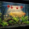 Color Lights Fish Tank Light Lighting Submersible Lamp Durable Color Fish Brightening Lamp  Office