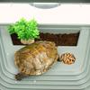 Reptile – Terarii pentru reptile