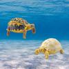 Sulcata Tortoise Mold Vivid Clear Texture 3D Effect Sea Ocean Life Simulation Animal Model for Kids
