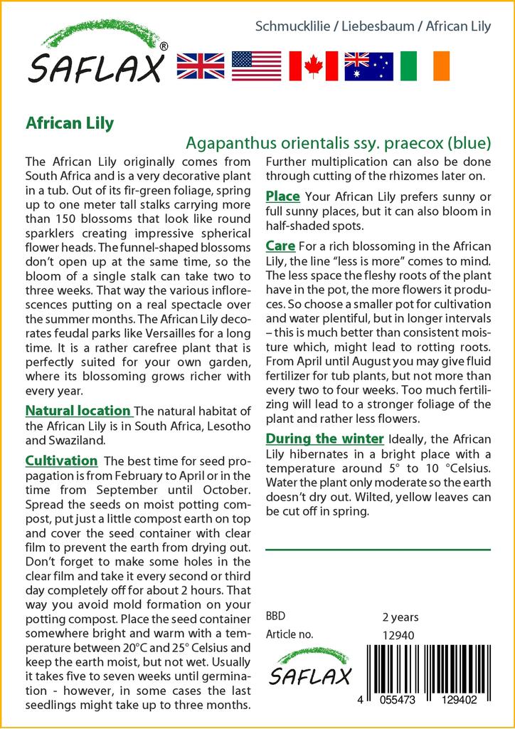 SAFLAX Africká lilie - 50 semen - Agapanthus orientalis