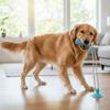 Bite-Resistant Dog Suction Cup Toy Elastic Pet Molar Bite Toy  Relieve Boredom