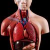 Lidské Torzo Tělo Anatomie Anatomické Lékařské Vnitřní Orgány Pro Výuku