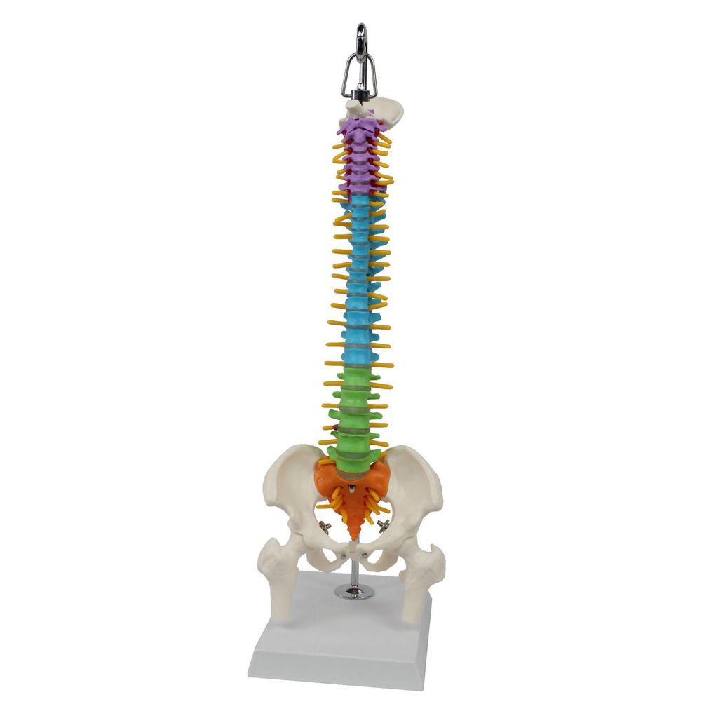 Bendable Medium-Sized Anatomical Model of Human Spine, Occipital, Pelvis, and Femur for Teaching Aids