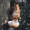 Cute Squirrel Tree Hanging Simulation Art Statue Animal Figurines  Parrot