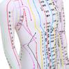 60cm Acupuncture Model Human Acupuncture Meridians Model with Base Acupuncture Needle Set