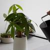 KEINN 800ml Watering Stainless Indoor Gardening Watering for Easy To 800ML Can, Steel, Stylish, Tool, Can, Houseplants, Carry, (Black)