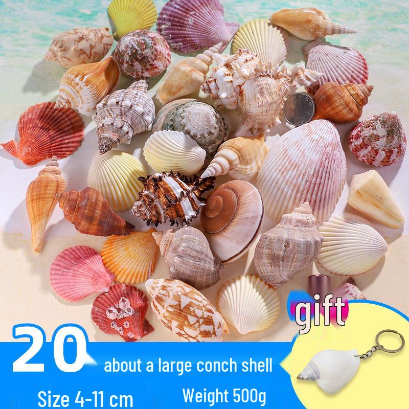 Handmade Decorative Seashells & Starfish for Fish Tanks: Landscaping, Painting, Specimens, Whelks, Hermit Crabs