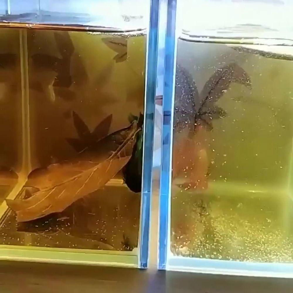 Fish Cleaning Acid Effect Fish Treatment Terminalia Leaves Aquarium Tank Decor Terminalia Leaves