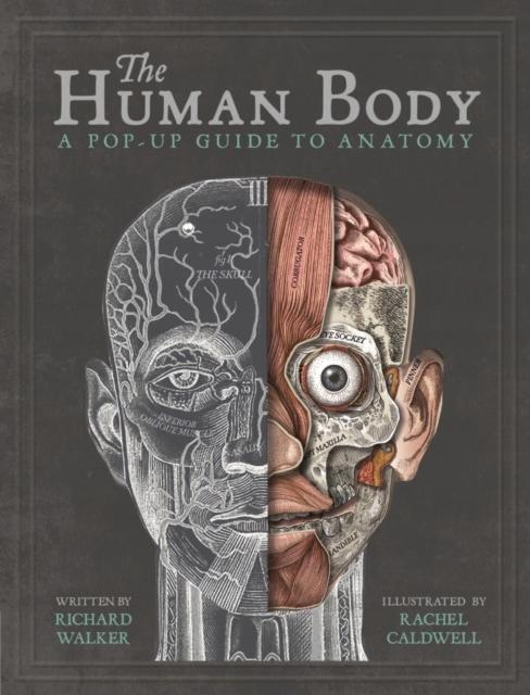 Der menschliche Körper: ein Pop-up-Leitfaden für Anatomy Walker