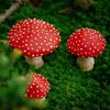 1/3pcs Mini Glow In The Dark Mini Mushroom Ornament Resin Crafts Fairy Garden Miniatures Terrarium Figurines Decor DIY Dollhouse