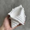 Creative Shape Handmade Molds Conch Potted Flower Pot Mould Succulent Flower Pot Mold Gypsum Plaster Resin Concrete Molds