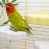 Wear Resistant Bird Resting Platform Bite Resistant Beak Grinding Stand Claw Sharpener  Sun Conure