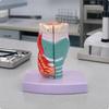 Modello Anatomico Laringe Umana Materiale PVC per Studio di Laboratorio