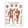 Svalový systém Plakáty Hedvábná tkanina Anatomická tabulka Lidské tělo Škola Lékařská věda Vzdělávací potřeby Domácí dekorace