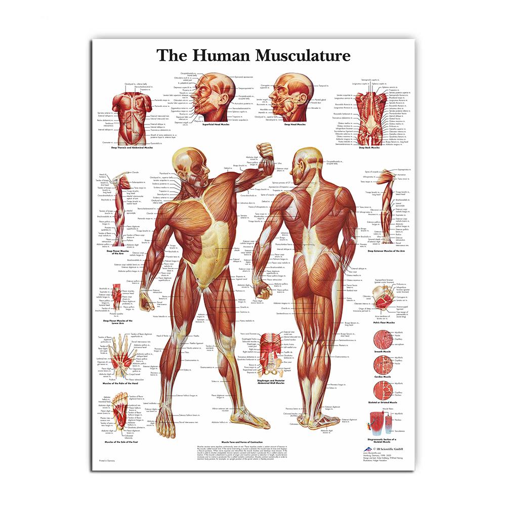 Svalový systém Plakáty Hedvábná tkanina Anatomická tabulka Lidské tělo Škola Lékařská věda Vzdělávací potřeby Domácí dekorace