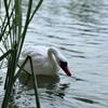 Statuie Lebădă Decorațiune Lac Simulare Decorativă Realistă Atrăgătoare Decor Grădină pentru Apă