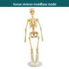 Children's STEM Educational Human Skeleton Model Toy