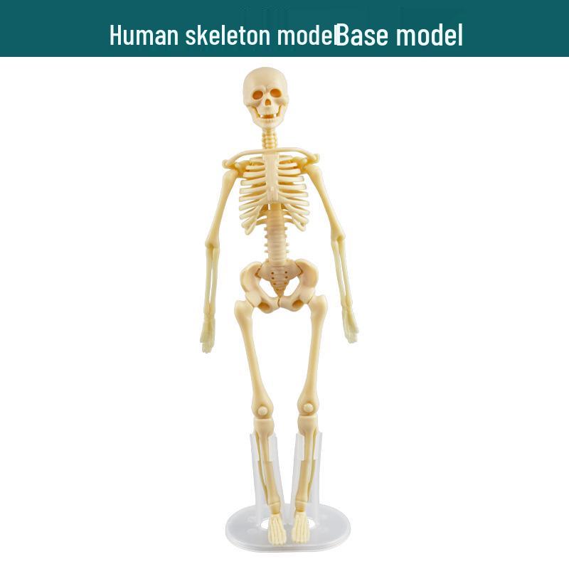 Children's STEM Educational Human Skeleton Model Toy