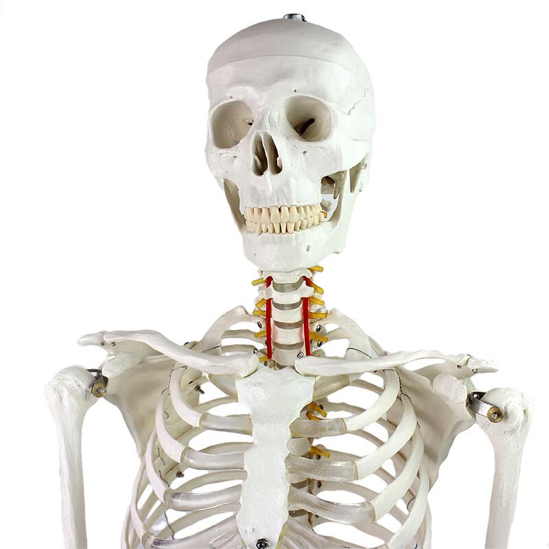 Human Anatomy Nine Systems Model