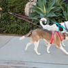 Double Bungee Dog Leash 360-degree Swivel Tangle-Free Dual Dog Leash Shock Absorbing