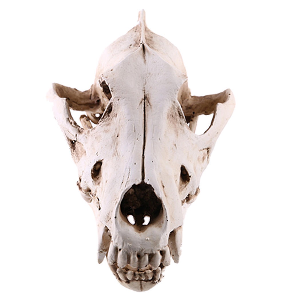 Split Predator Skull Prop Model Resin Replica Unassembled Figurine Statue Crafts