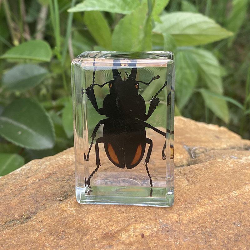 Okazy Owadów: Prawdziwy Pająk, Skorpion, Osa Błotna w Przezroczystej Żywicy do Nauczania i Dekoracji