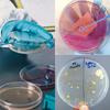 30 PCS 60mm Plastic Petri Dish with Lids, Sterile with 10PCS 10uL Inoculation Loops