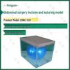 Simulated Abdominal Surgery and Suturing Training Model