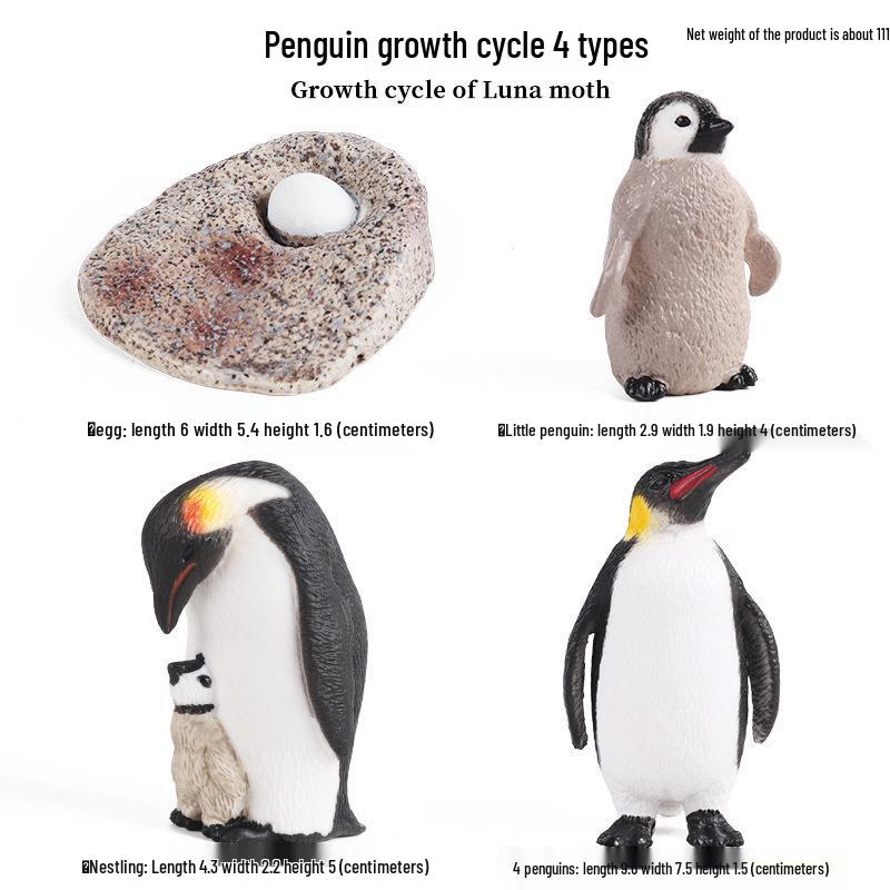 Pediatric Learning Model: Plastic Animal Growth Cycles - Frog, Butterfly, Rooster, Sea Turtle, Chinese Horseshoe Crab