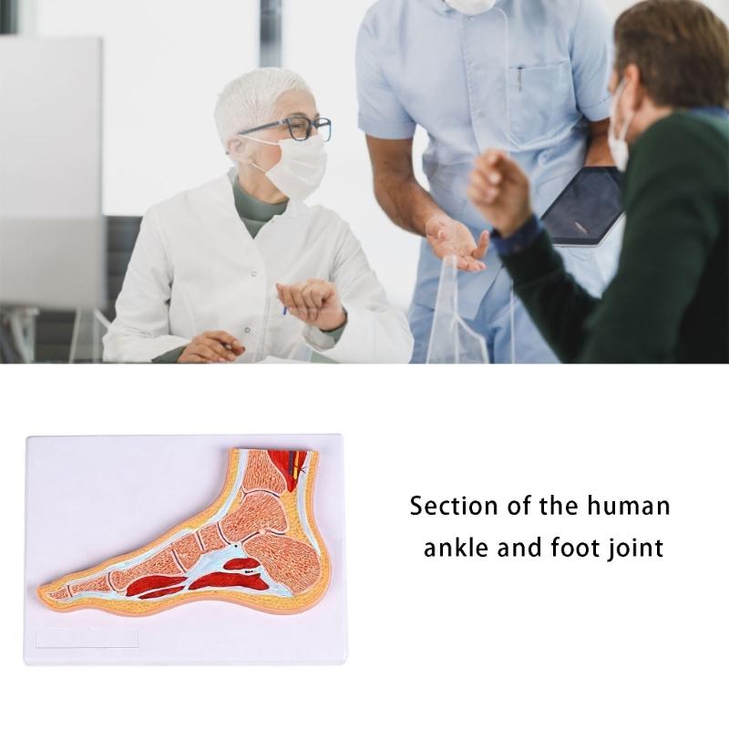 Educational PVC Foot Joint Anatomy Model Sectional Anatomical Ankle Foot Joint Model For Education And Clinical Settings