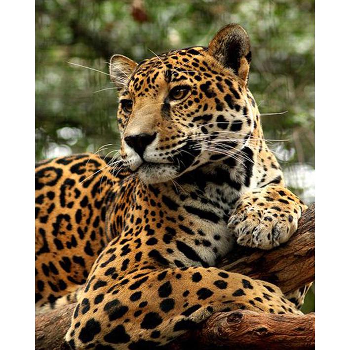 

5D DIY Алмазная картина, полная круглая дрель, вышивка крестиком, ремесленная живопись, вышивка, Новое поступление, мозаика со стразами, художественное украшение дома 15x20CM